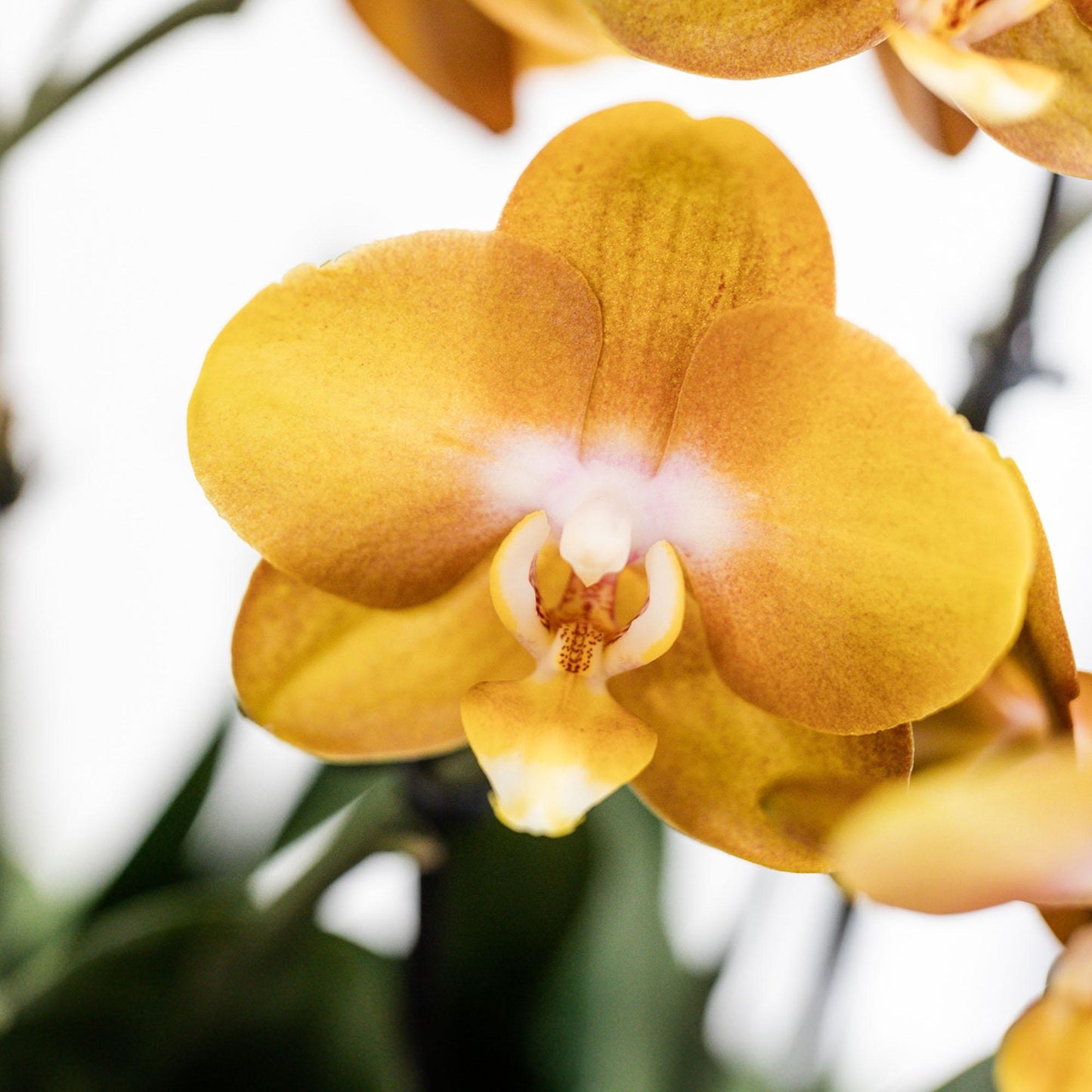 Orchideen-Set Orange im Baumwollkorb mit Wassertank 12cm – Pflanzfix24.de - Pflanzfix24.de