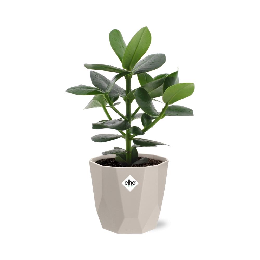 Clusia Princess in ELHO b.for rock 14 cm warm grey - Pflanzfix24