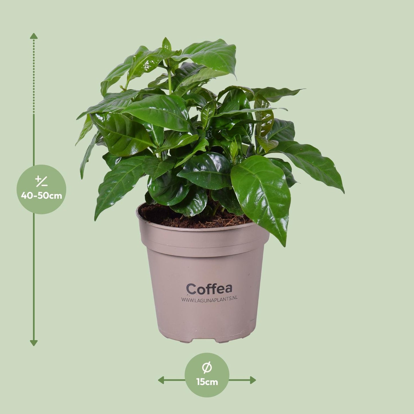 Coffea Arabica - Ø15cm - ↕45cm - Pflanzfix24