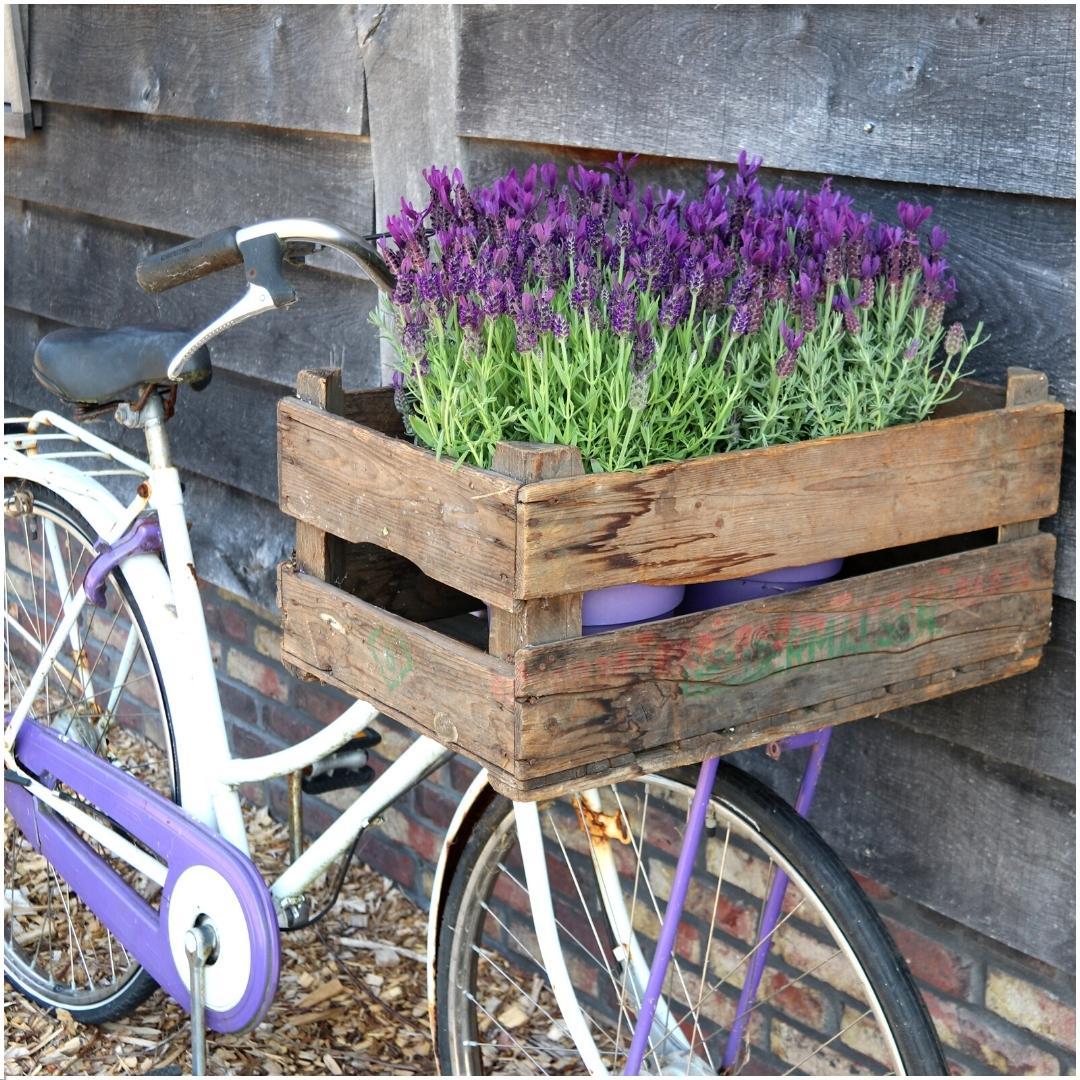 Lavandula stoechas Anouk® 3er-Set Lavendel im Dekotopf – Pflanzfix24.de - Pflanzfix24.de