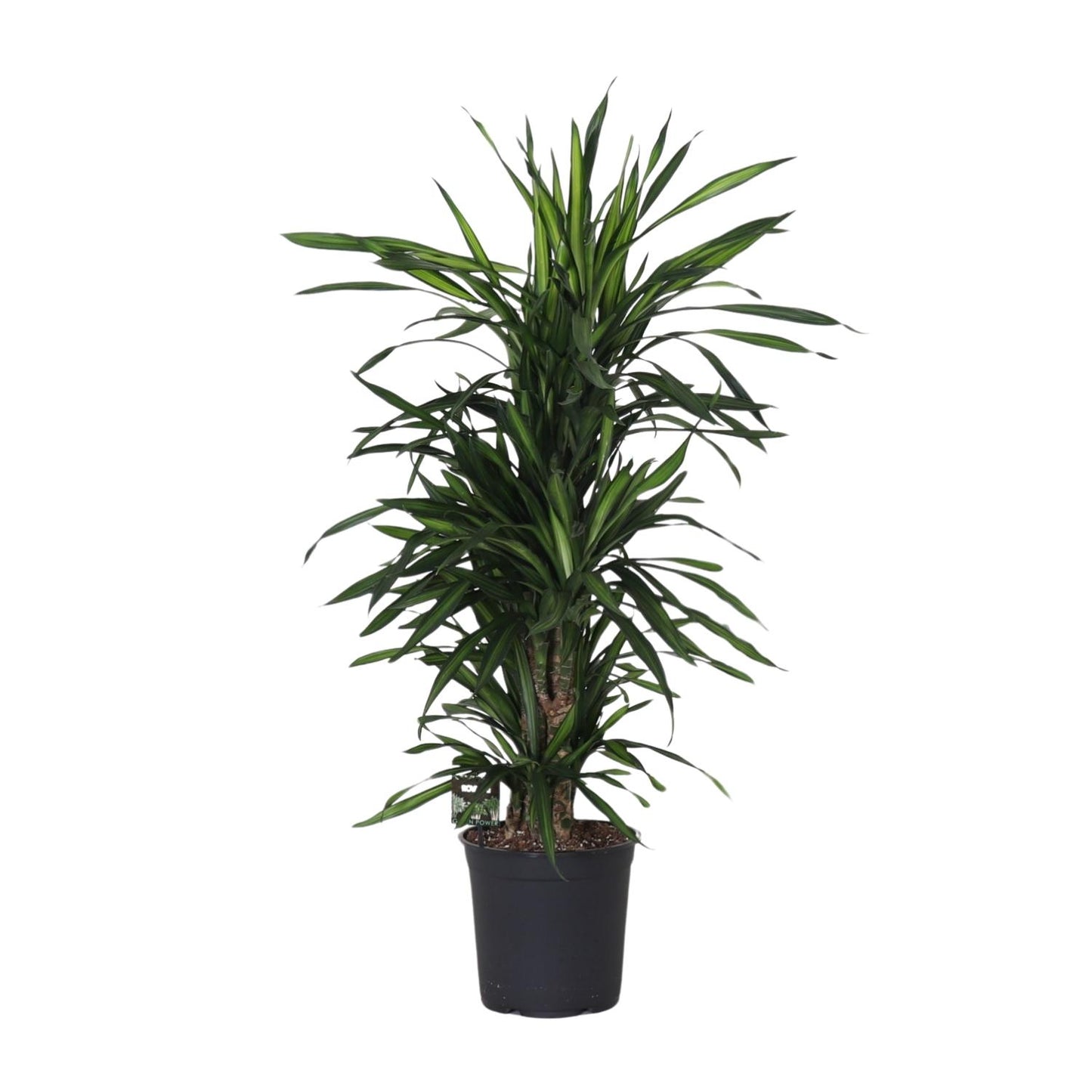 Dracaena Frag. Rikii - Ø27cm - ↕120cm - Pflanzfix24