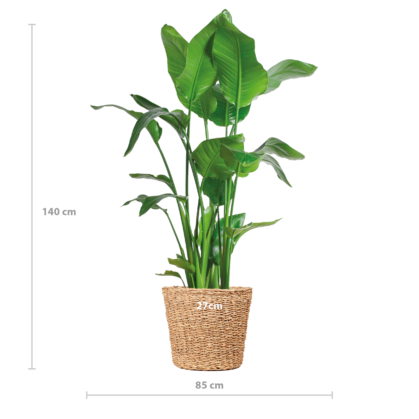 Strelitzia Nicolai XL mit Torun-Korb – 140 cm – Ø27 - pflanzfix24