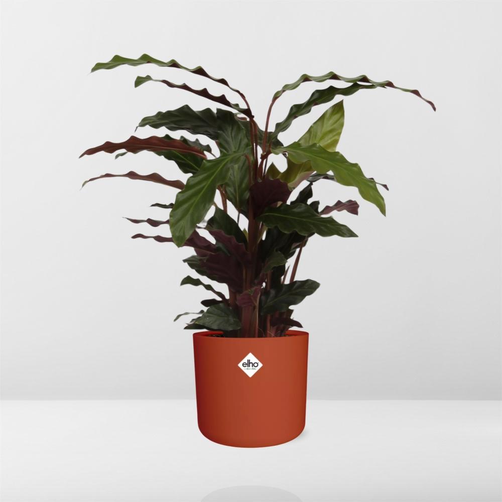 Calathea Rufibarba 'Tropistar' in ELHO b.for soft rond 14cm brique - Pflanzfix24