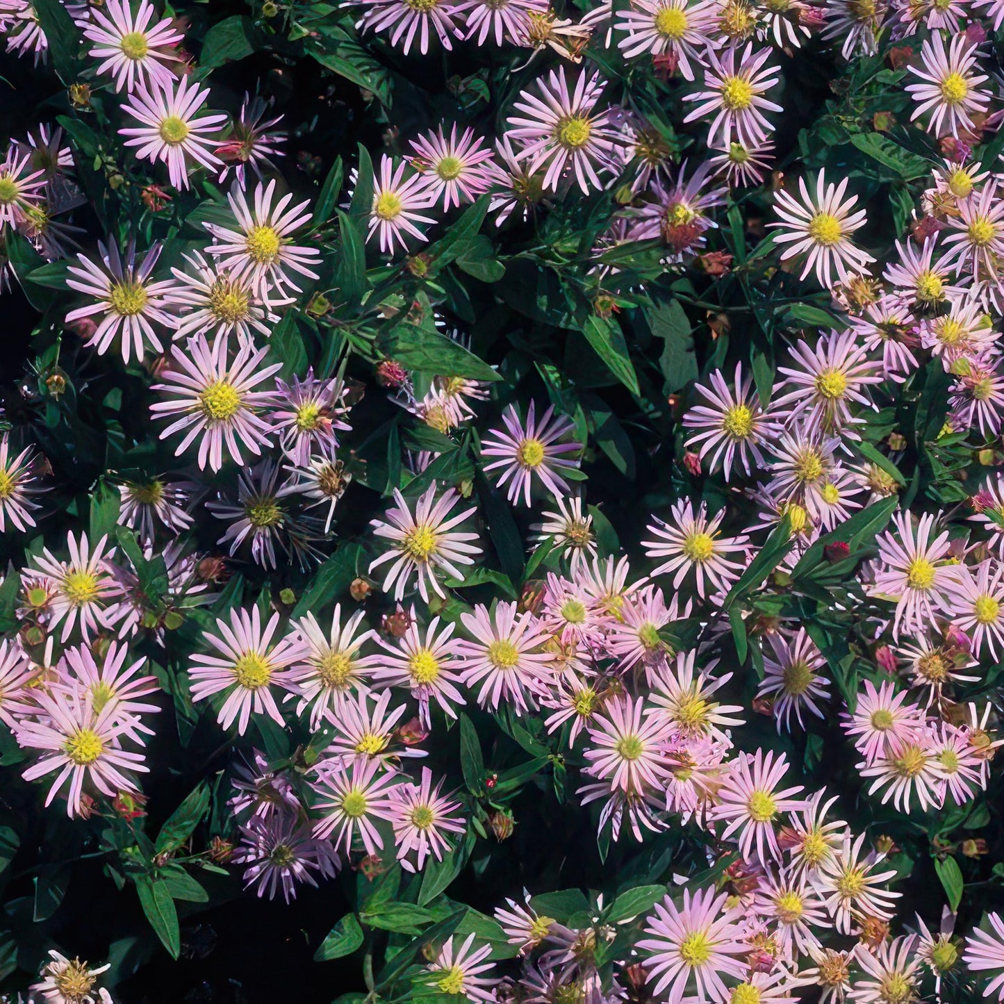 12x Aster ageratoides 'Asran' – Hellblaue Herbstaster | Pflanzfix24.de - Pflanzfix24.de