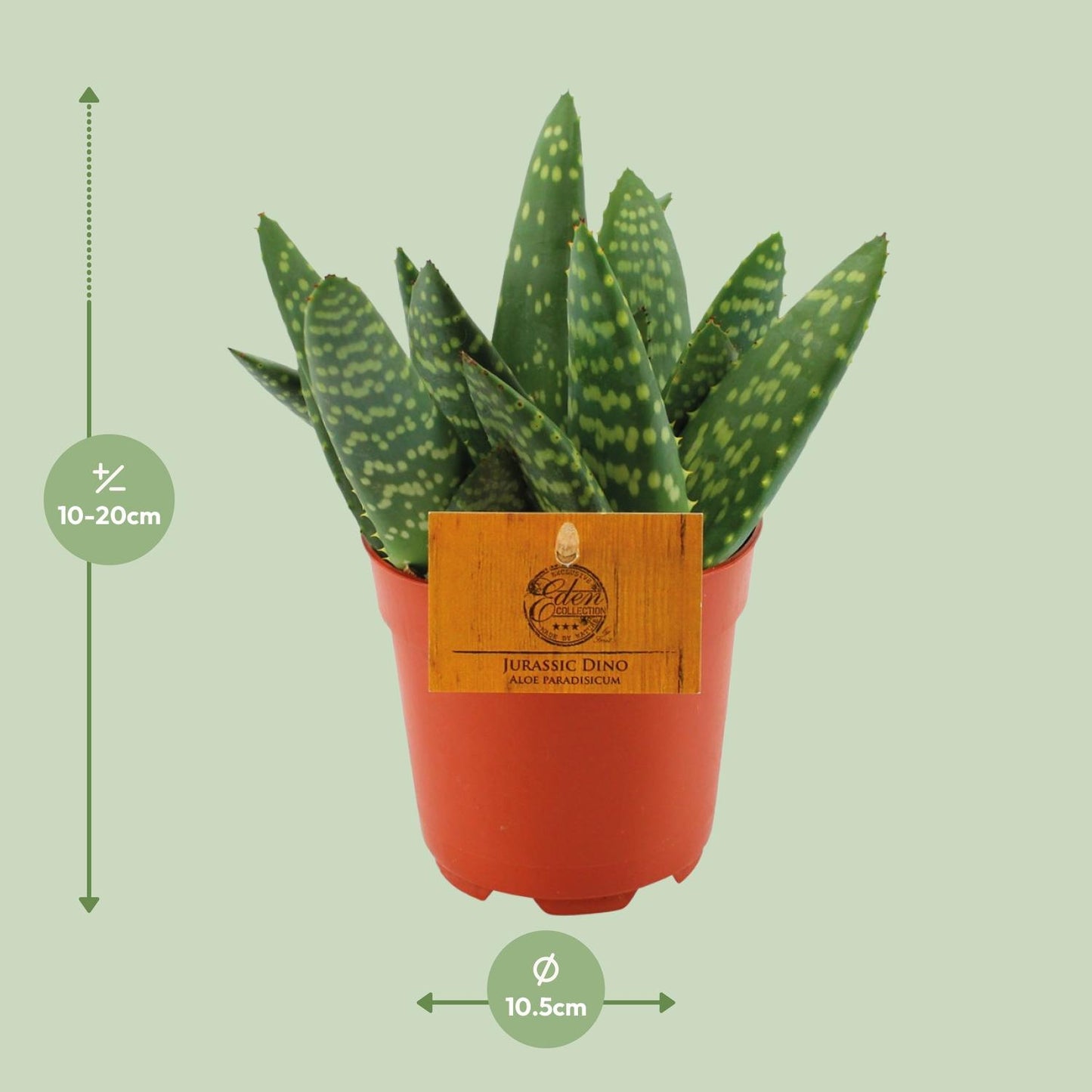 Aloe Paradisicum - Ø10,5 ↕15 bei Pflanzfix24.de - Pflanzfix24.de