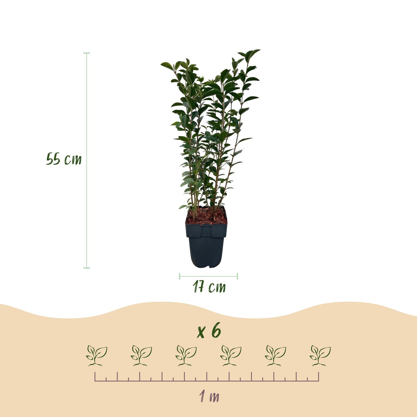 GreenboutiQ - Ligustrum ovalifolium Heckenpflanzen - 6 Pflanzen - Pflanzfix24.de - Pflanzfix24.de
