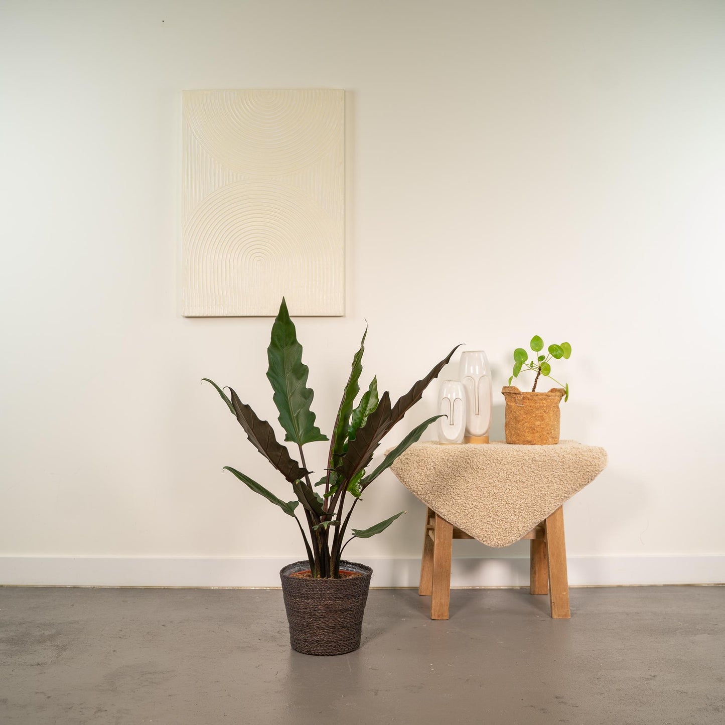 Alocasia Lauterbachiana - Ø19cm - ↕80cm + Korb Igmar - Pflanzfix24
