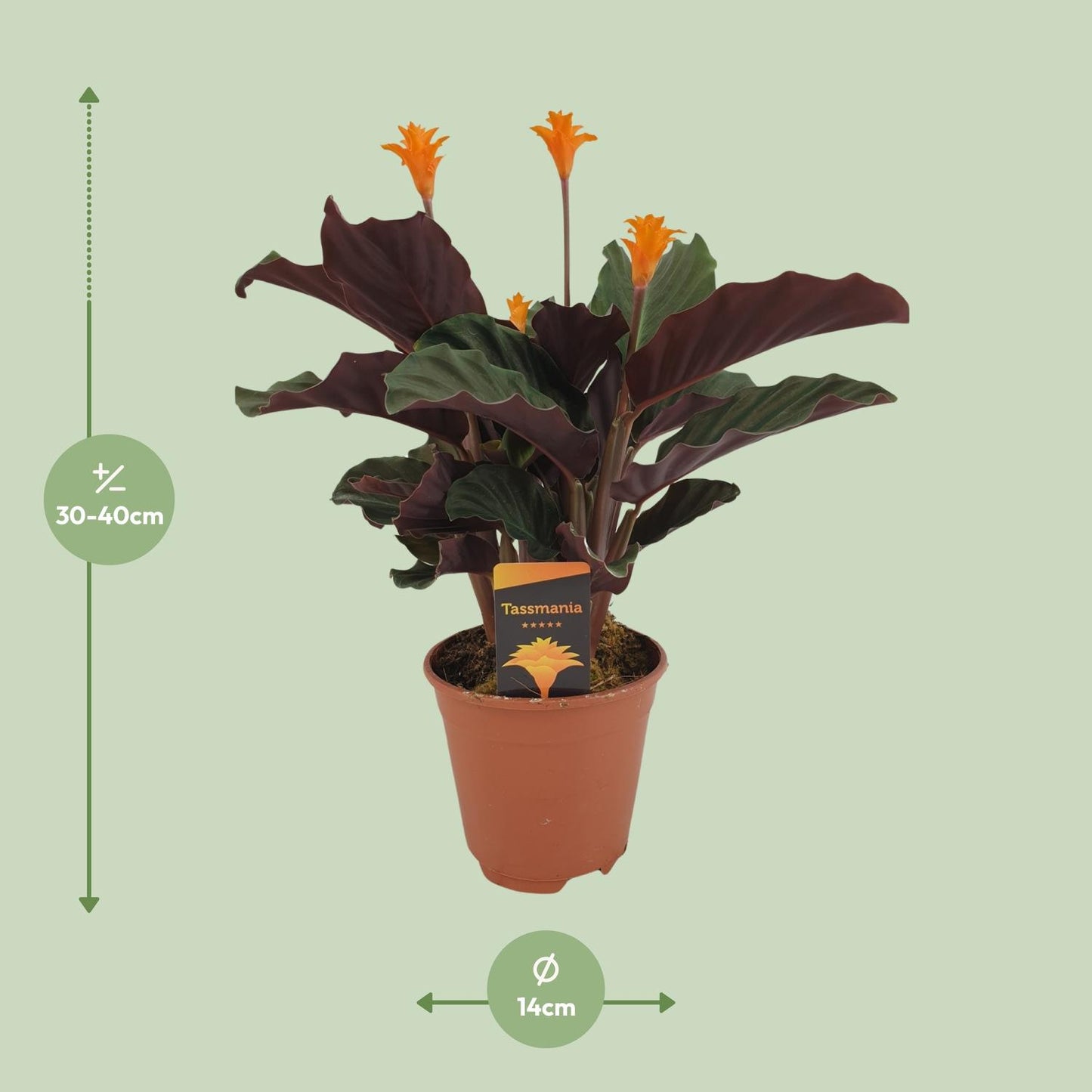 Calathea Crocata - Ø14cm - ↕40cm bei Pflanzfix24.de - Pflanzfix24.de