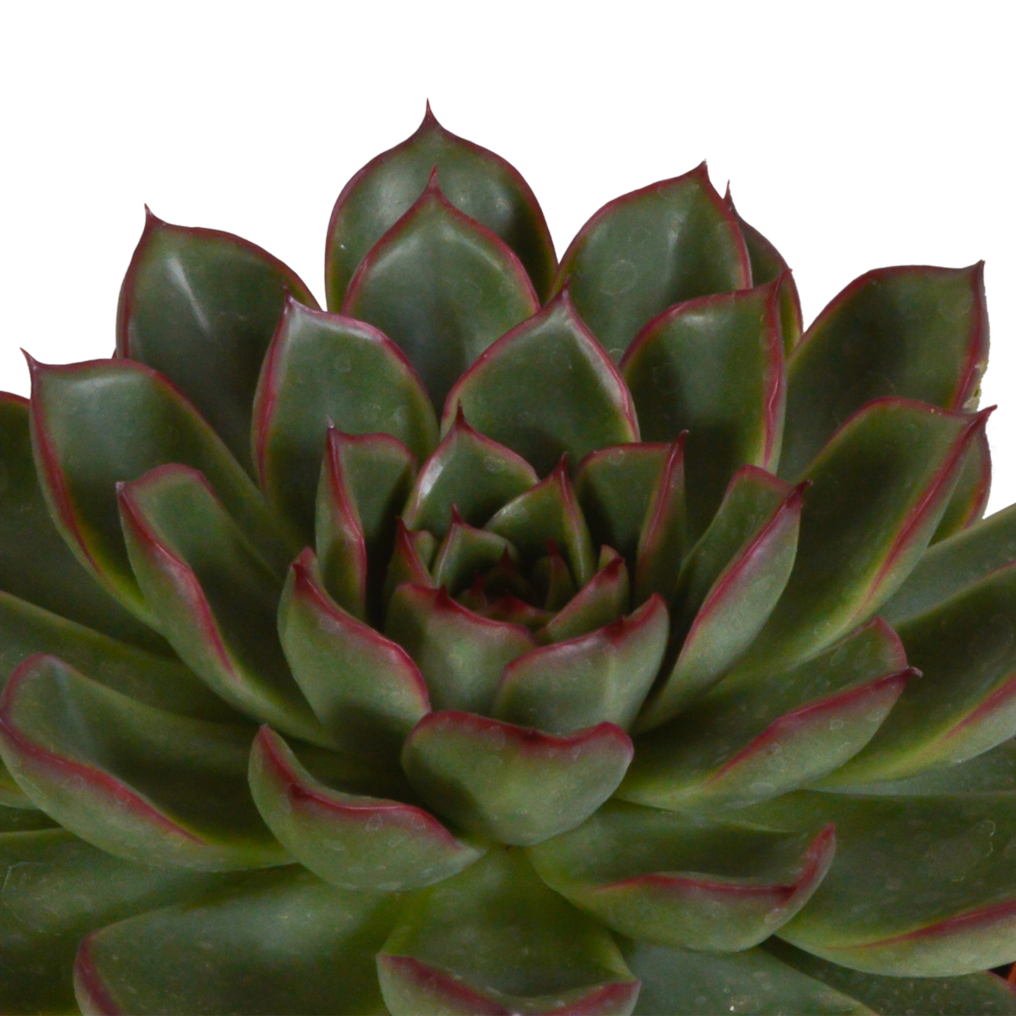 Echeveria-Mix 10,5 cm - 3x - zonder pot - Pflanzfix24.de - Pflanzfix24.de