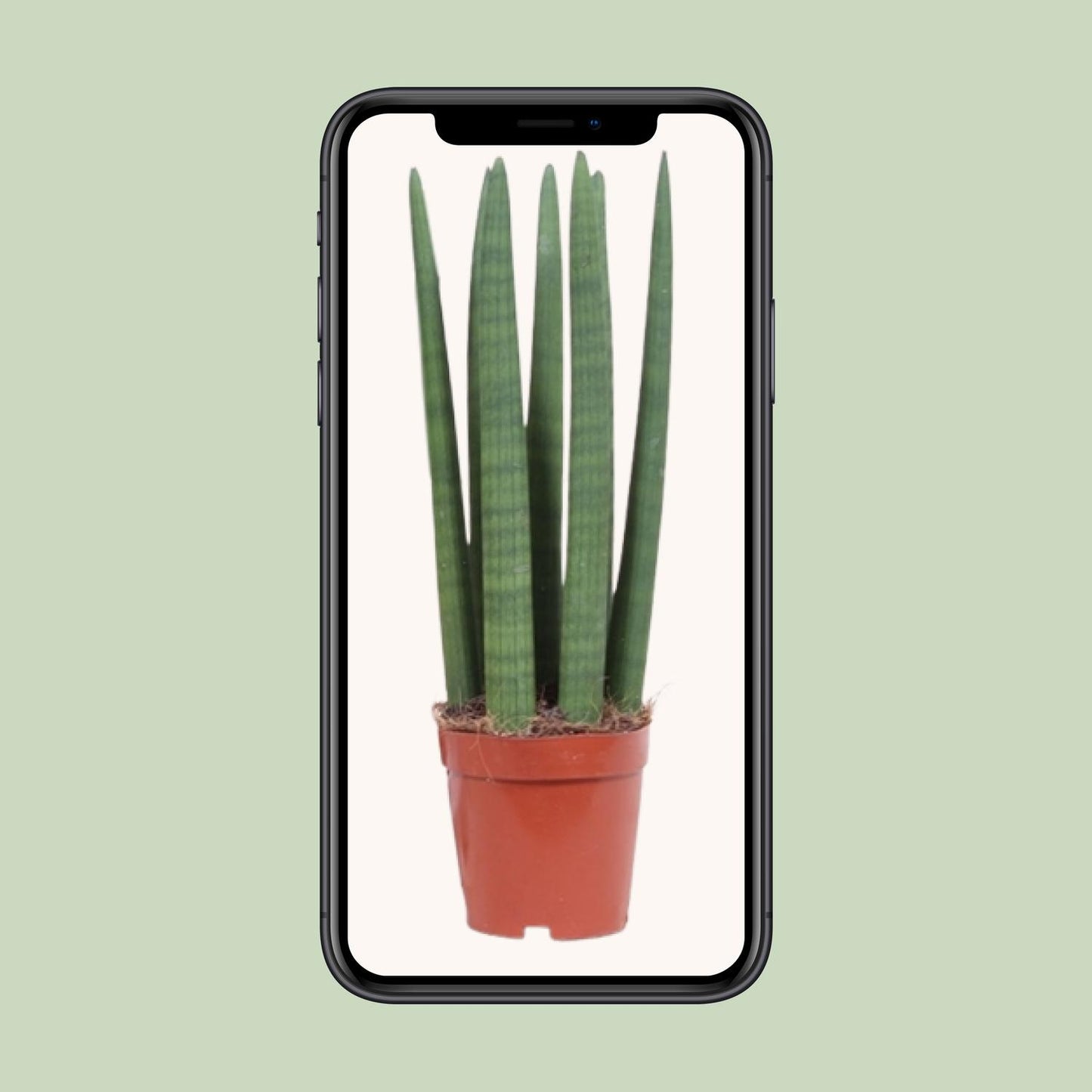 Sansevieria Straight Ø12cm | Pflanzfix24.de - Pflanzfix24.de