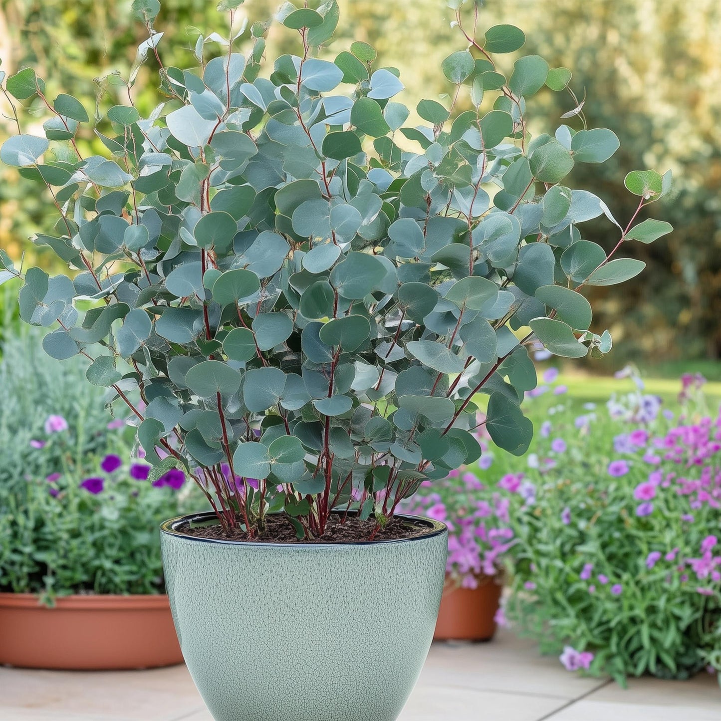 pflanzfix24 - Eucalyptus gunnii - Terrassenpflanze - 4er Set - Winterhart