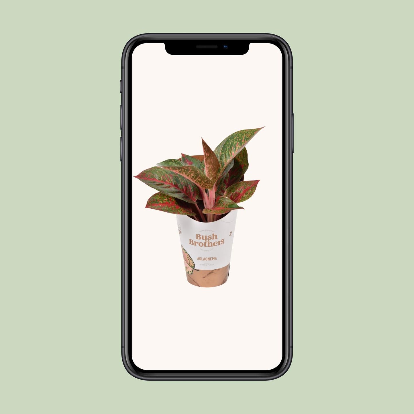 Aglaonema Dark Star - Ø12cm - ↕35cm by Pflanzfix24