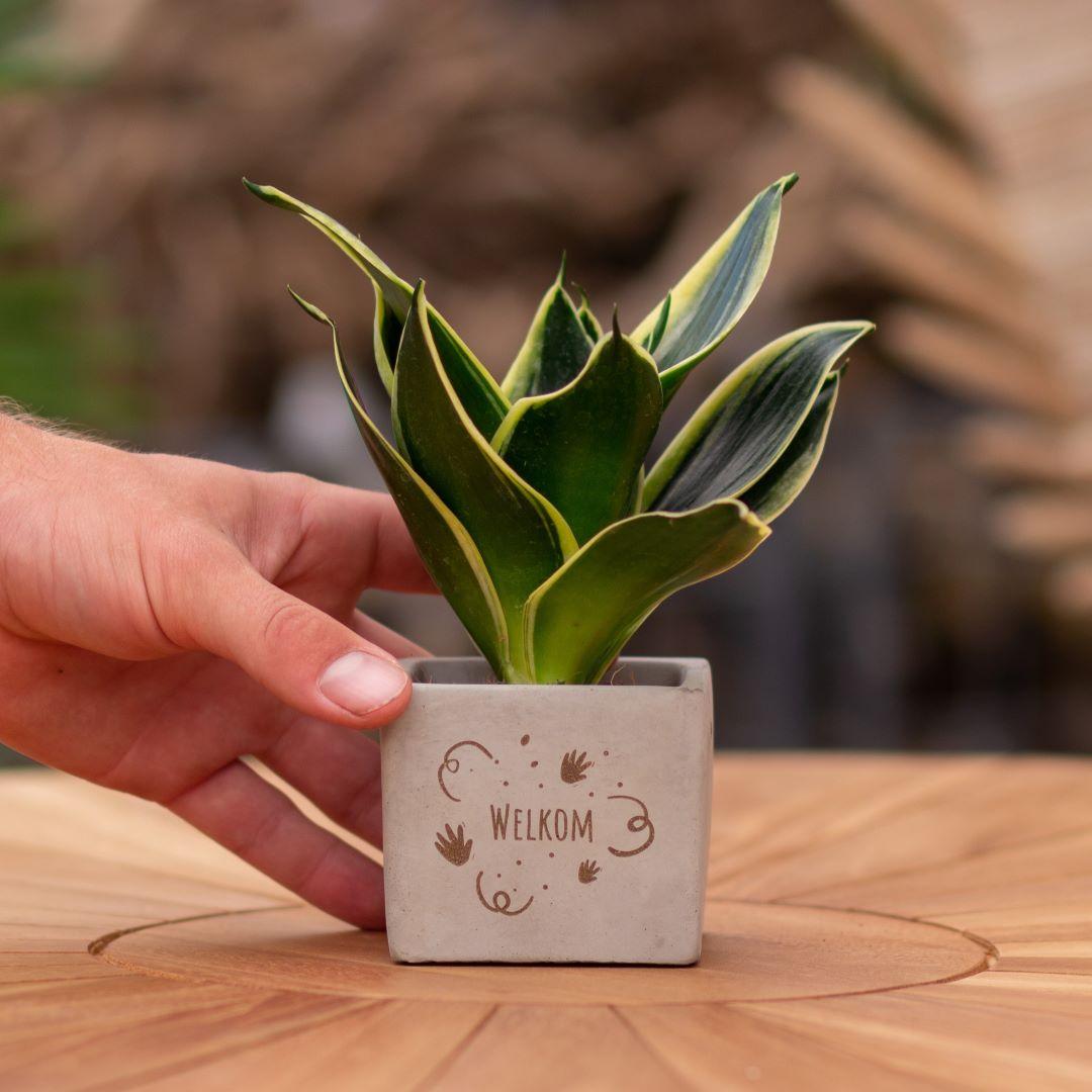 Congreet plantpots + Sansevieria | Welkom - Pflanzfix24.de - Pflanzfix24.de