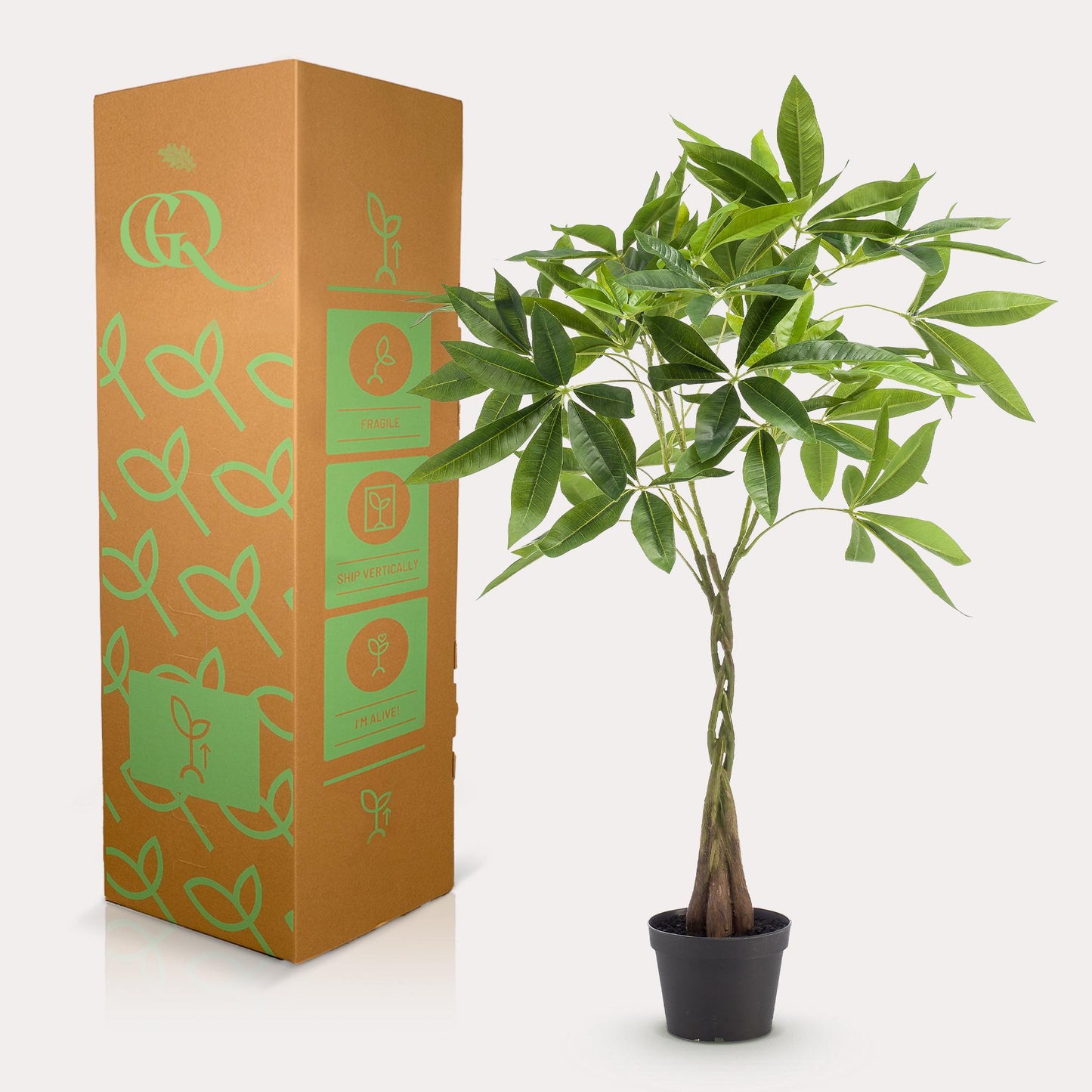 Kunstpflanze Pachira Aquatica Geldbaum 90 cm | Pflanzfix24.de - Pflanzfix24.de