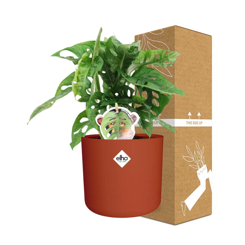 Monstera ‘Monkey Leaf’ in ELHO b.for soft rond 14cm brique - Pflanzfix24