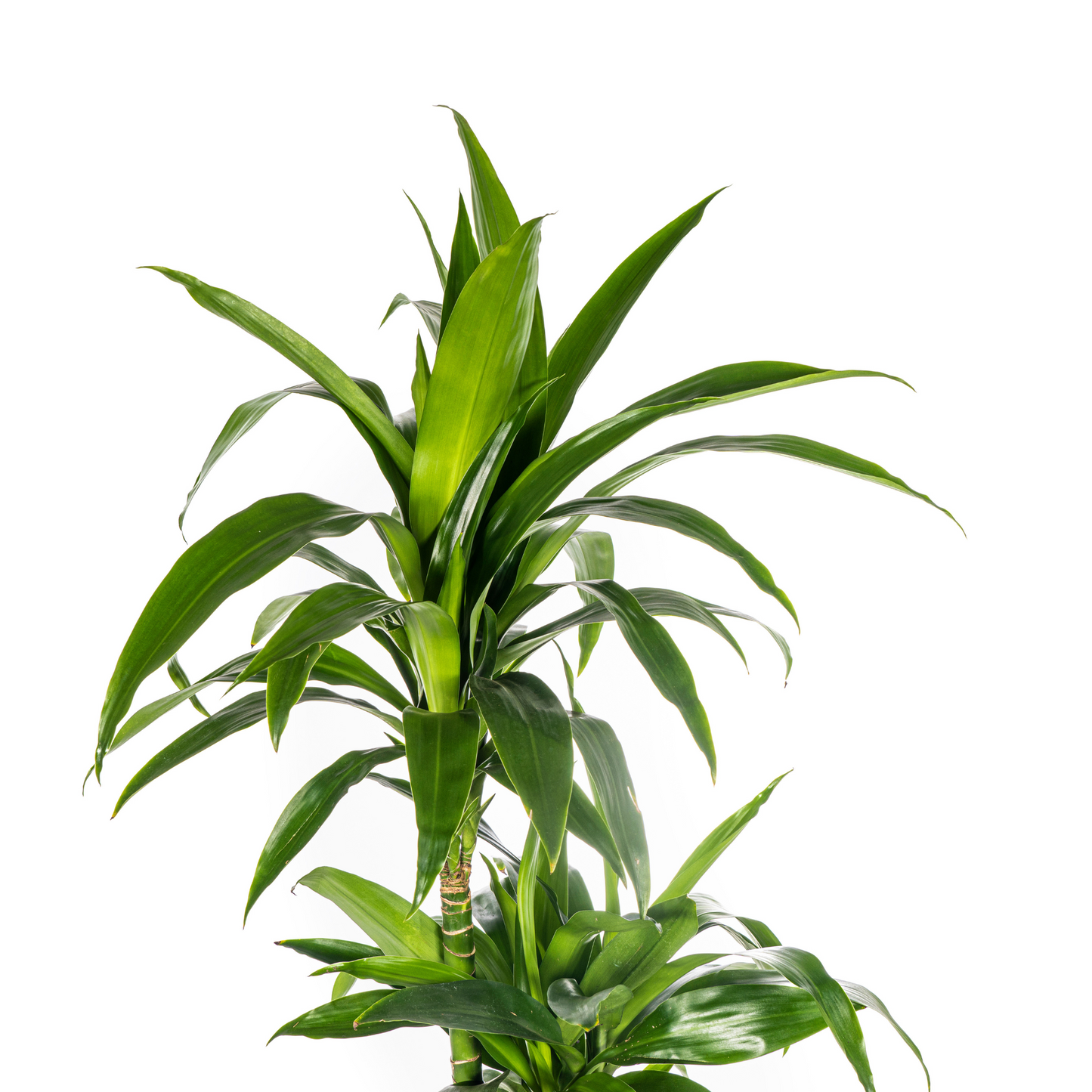 Dracaena Deremensis Lisa Ø24cm - ↕130 - 150cm - Pflanzfix24