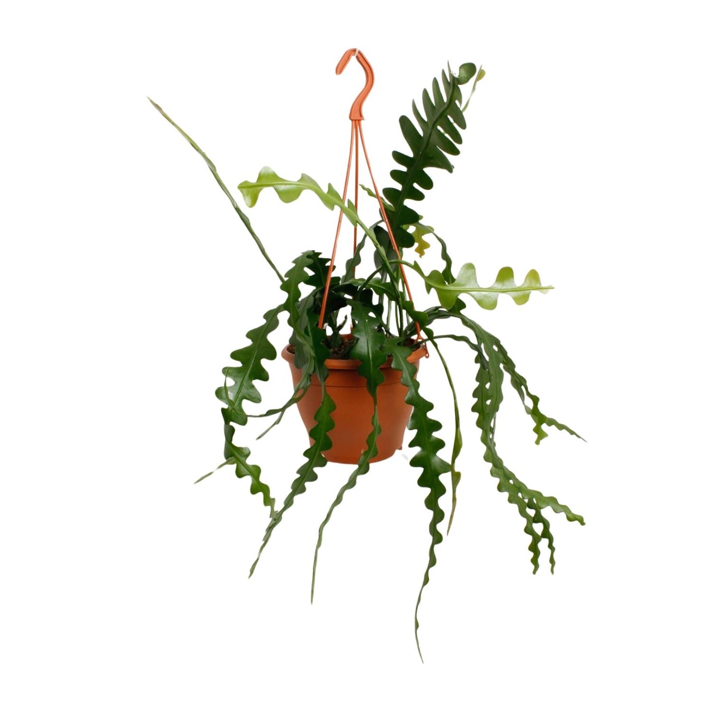 Epiphyllum Anguliger - pflanzfix24