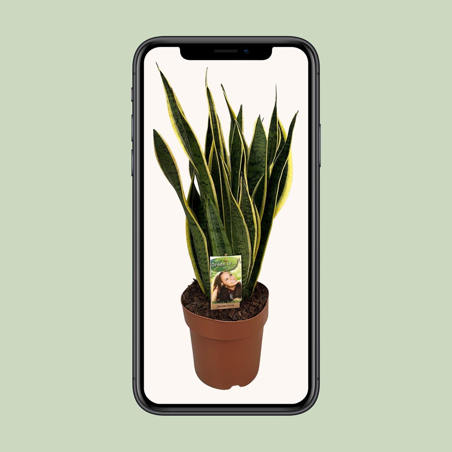 Sansevieria Trifasciata Laurentii - Ø21cm - ↕60cm bei Pflanzfix24