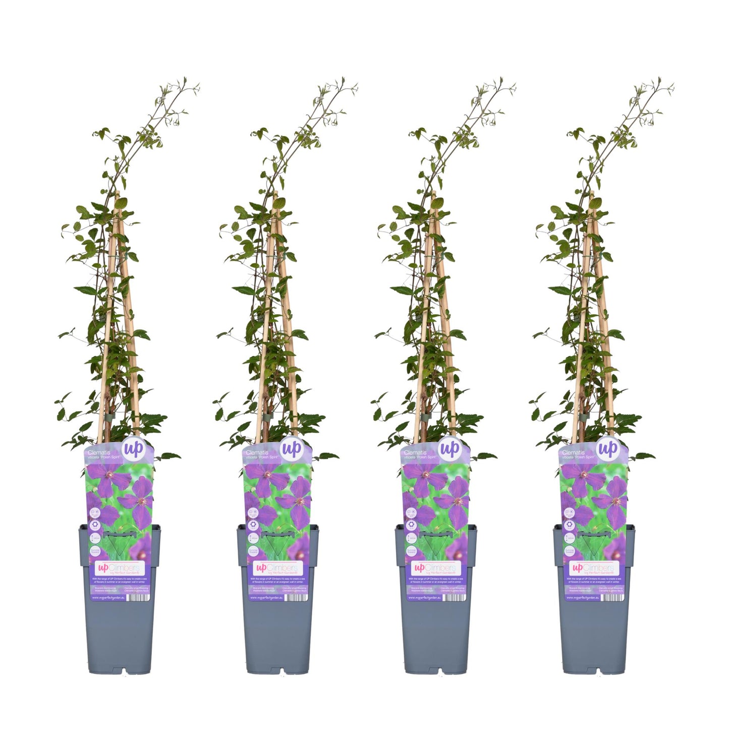 4x - Clematis Viticella 'Polish Spirit' - ↨65cm - Ø15 - Pflanzfix24