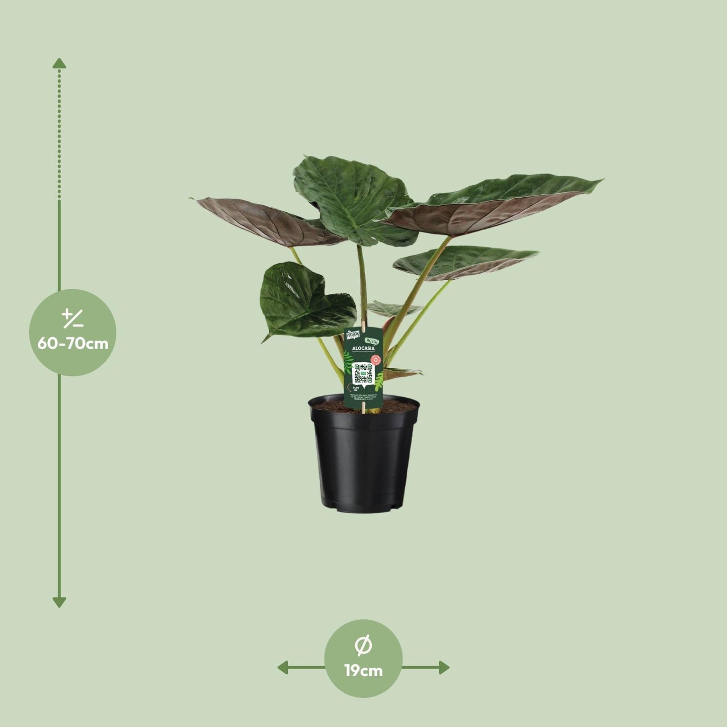 Alocasia Wentii - Elefantenohr - Ø19cm - ↕70cm - Pflanzfix24.de - Pflanzfix24.de