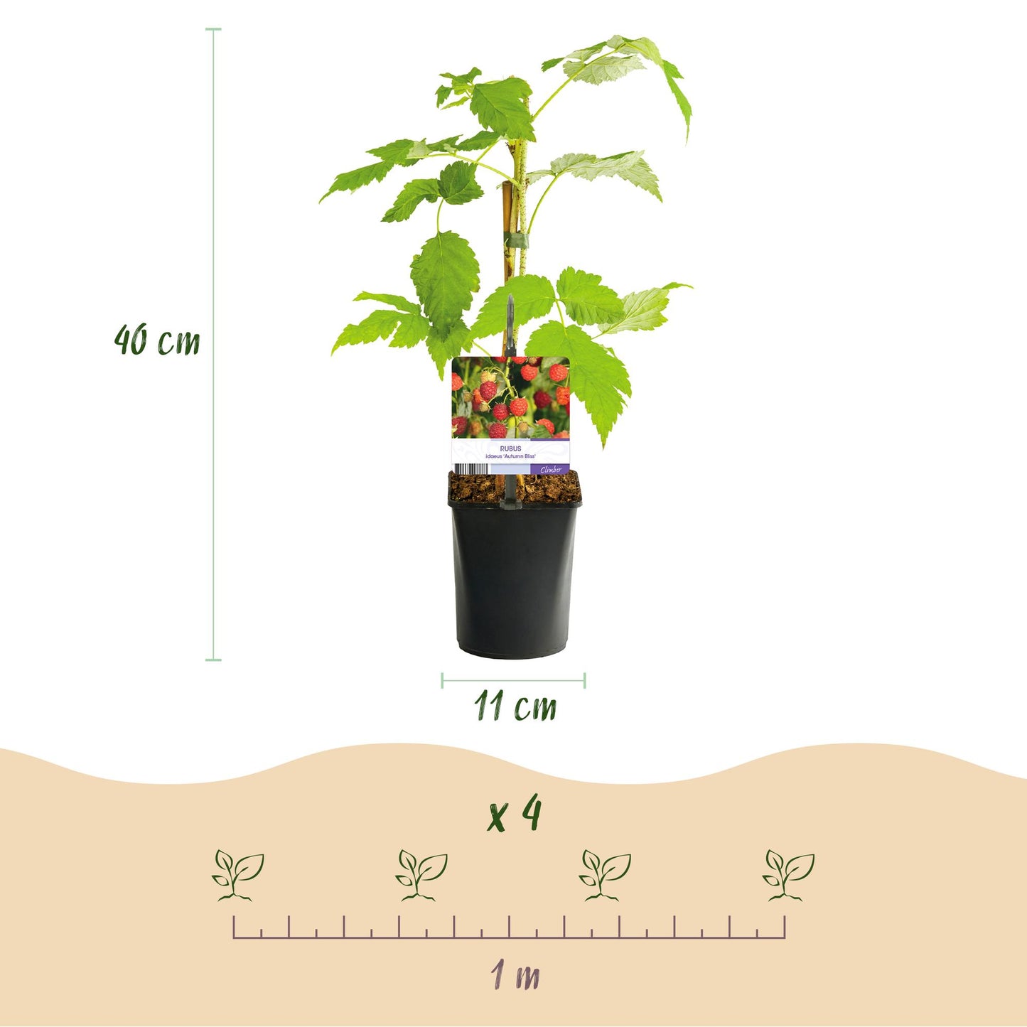 Pflanzfix24 - Himbeerpflanze - Rubus idaeus Autumn Bliss - Rote Himbeere - 2 Pflanzen - Topf 11cm Höhe 40cm