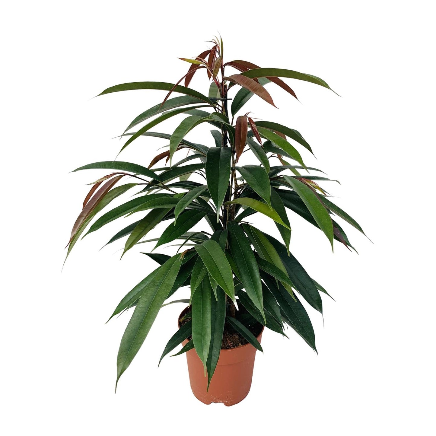 Ficus Binnendijkii 'Amstel King' P17 - Pflanzfix24