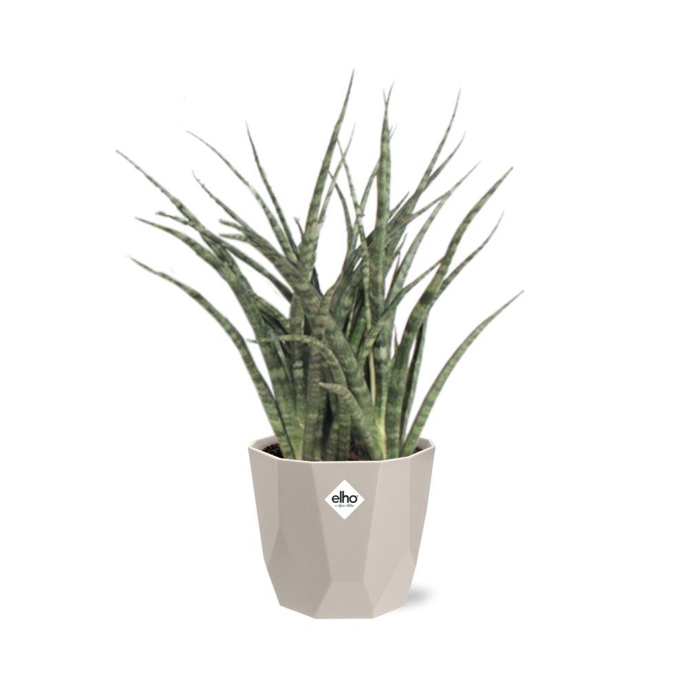 Sansevieria Fernwood Punk in ELHO b.for rock 14 cm warm grey - Pflanzfix24