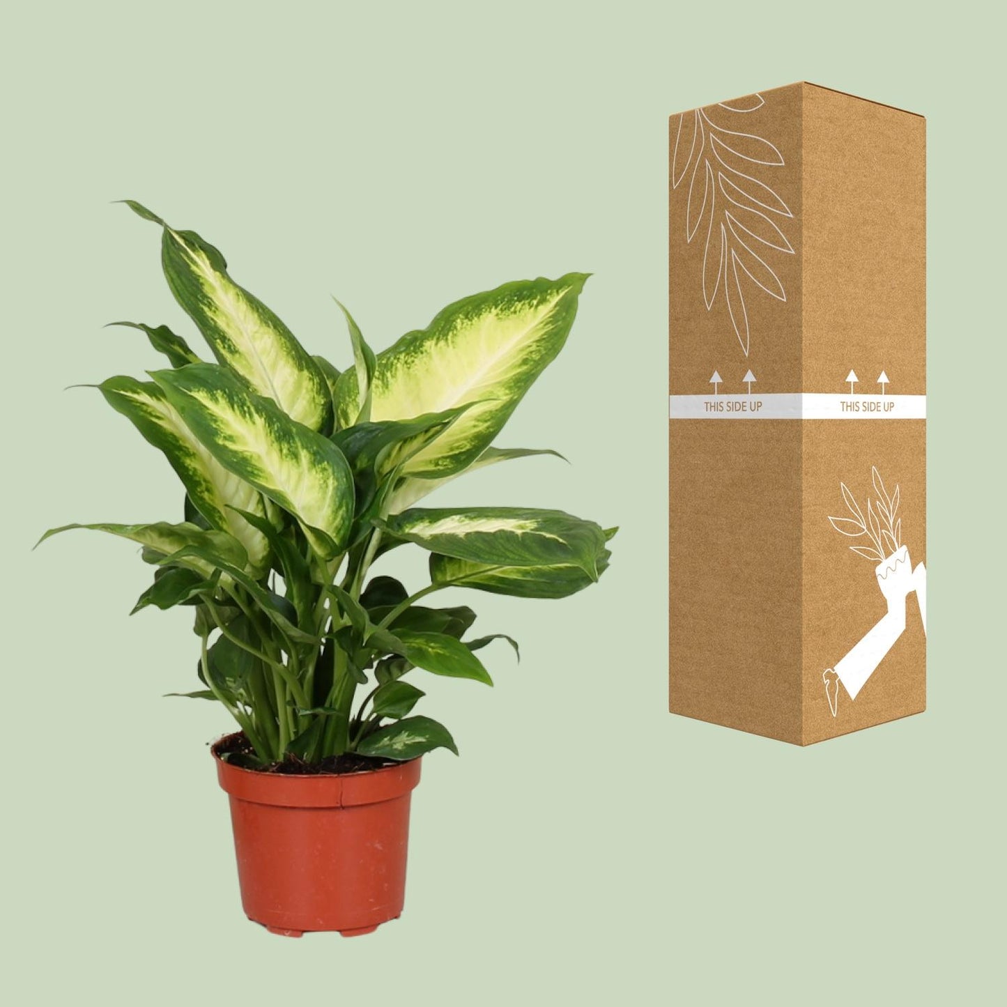 Dieffenbachia Camilla - Ø12cm - ↕35cm - pflanzfix24