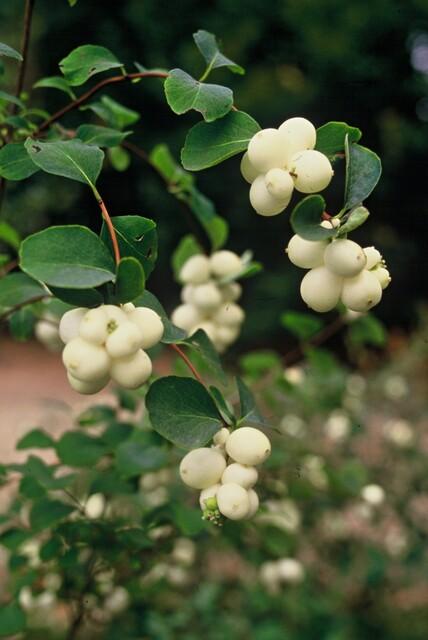 6x Symphoricarpos ch. 'Hancock' - ↕10-25cm - Ø9cm - pflanzfix24