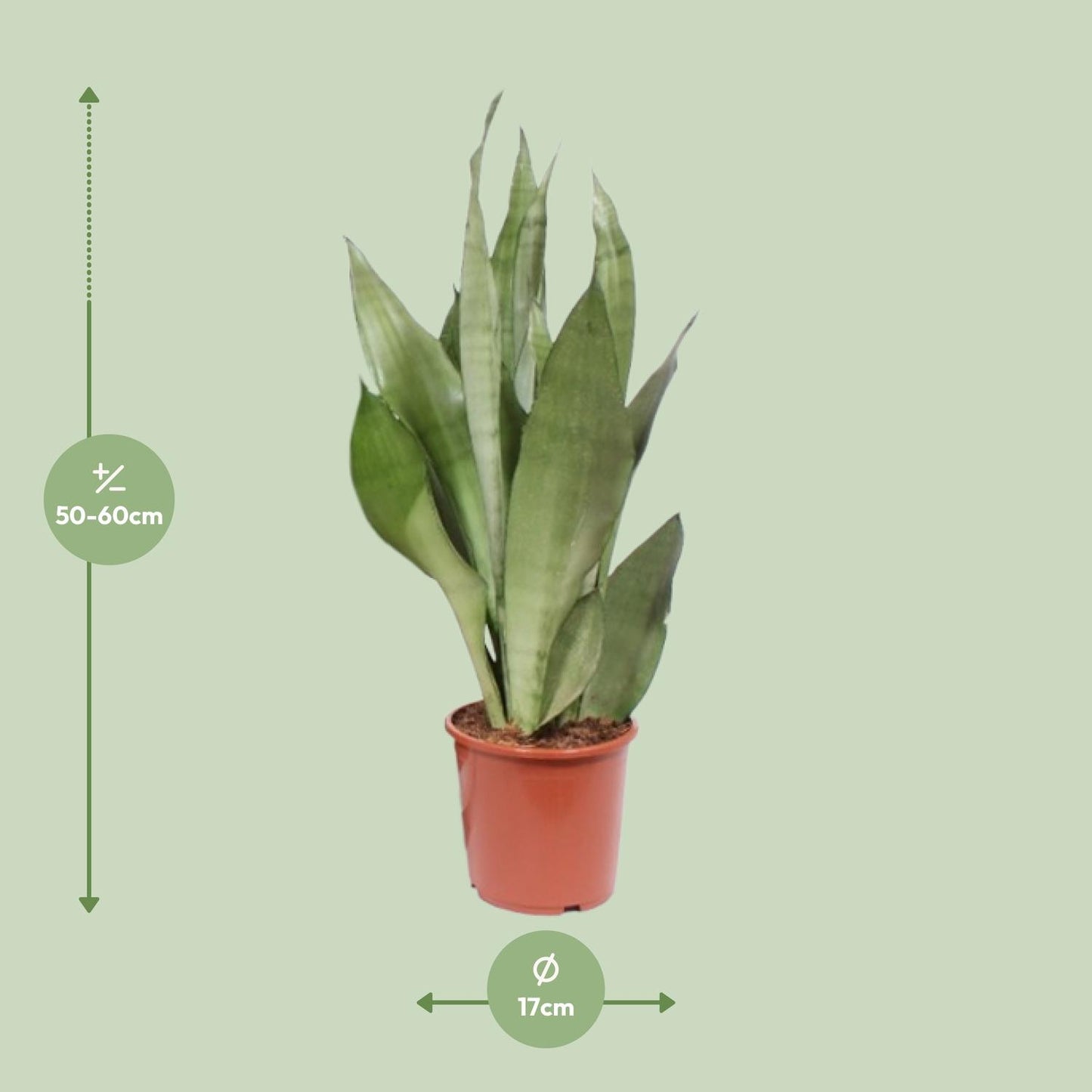 Sansevieria Moonshine Ø17cm 60cm | Pflanzfix24