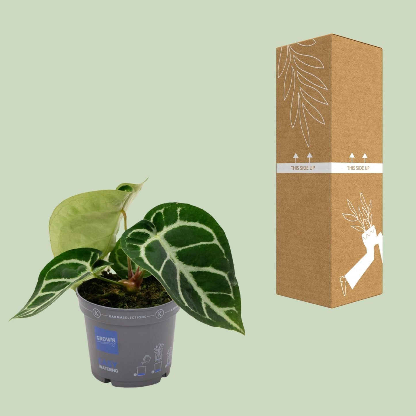 Anthurium Clarinervium - Ø12cm - ↕20cm von Pflanzfix24