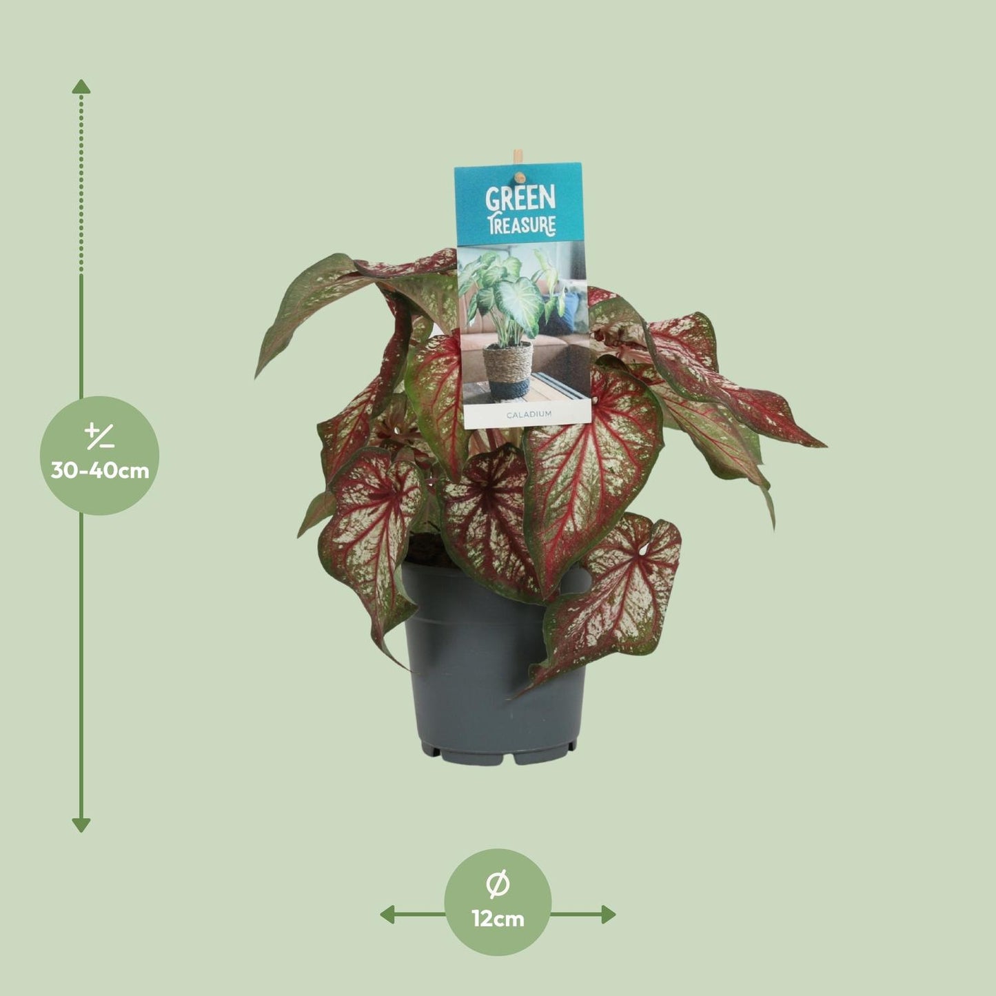 Caladium Bicolor - Engelsschwingen - pflanzfix24