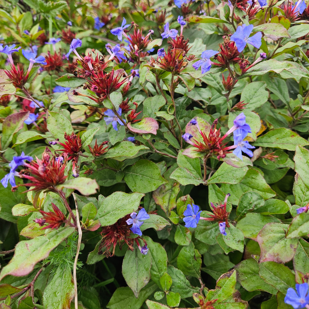 Ceratostigma 6er Pflanzset für Herbstgarten - Pflanzfix24