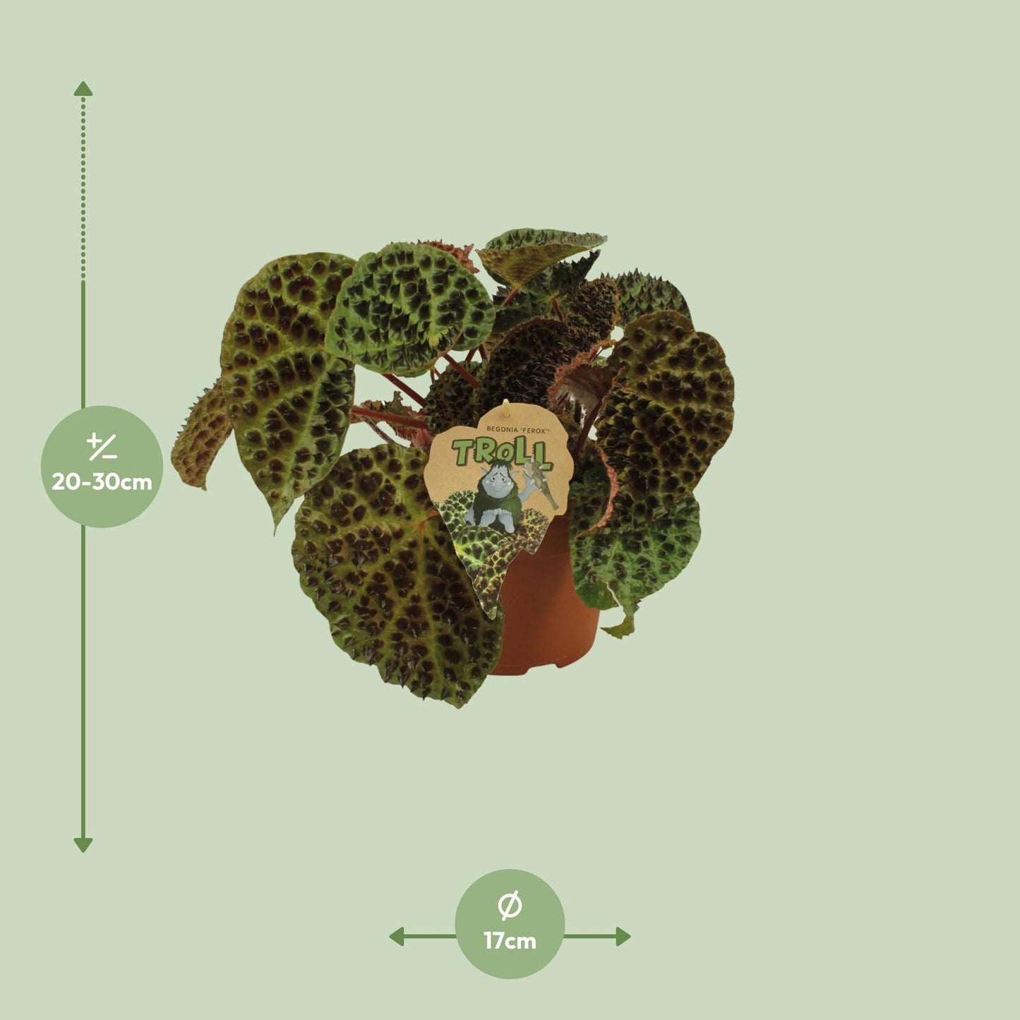 Begonia Rex Ferox - Ø17cm - ↕30cm - Pflanzfix24