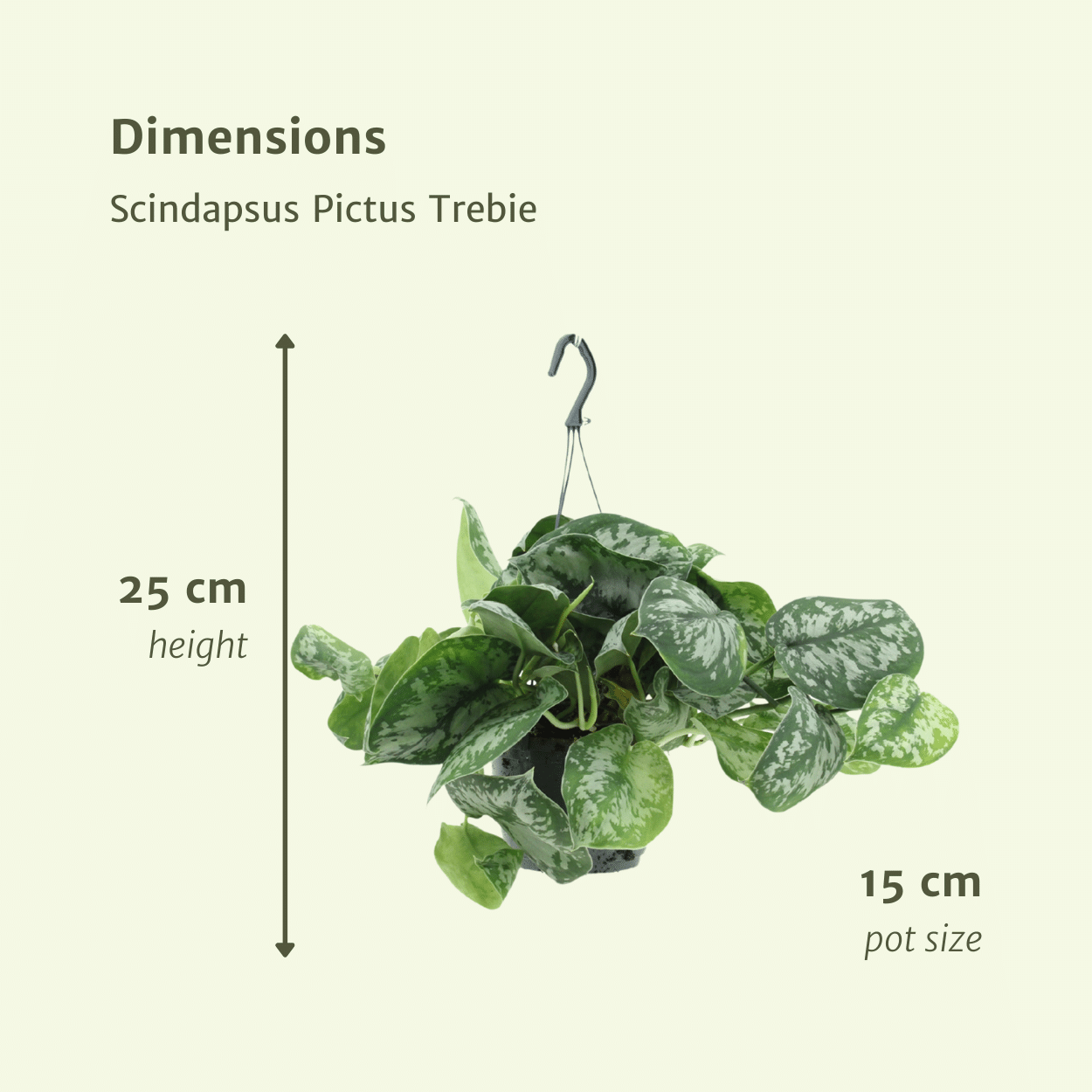 Scindapsus Pictus Trebie 2er-Set Ø15cm, 25cm hoch – Zimmerpflanzen | Pflanzfix24.de - Pflanzfix24.de