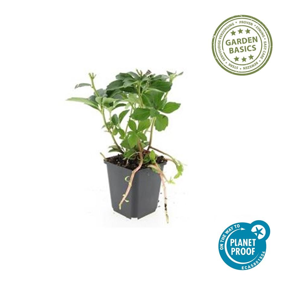 20x Pachysandra terminalis - Japanischer Ysander - Pflanzfix24.de - Pflanzfix24.de