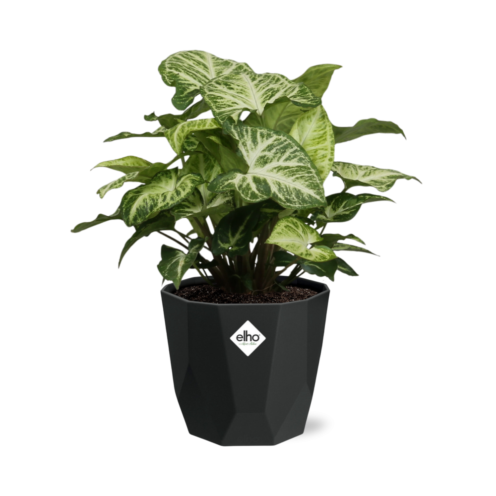 Syngonium Arrow in 14cm b.for rock living black - Pflanzfix24