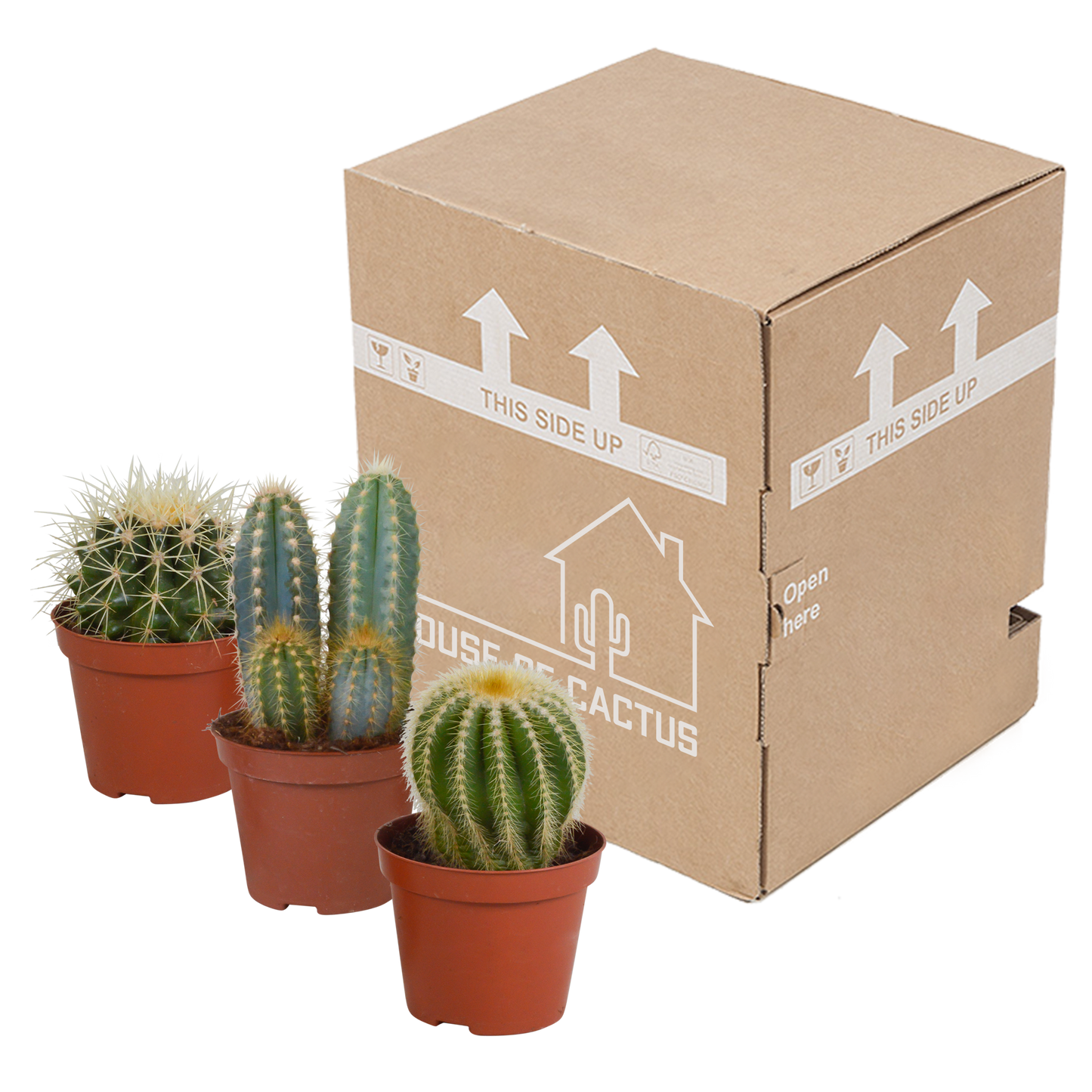 Kakteenmischung 8,5 cm - 3x - zonder pot - Pflanzfix24.de - Pflanzfix24.de