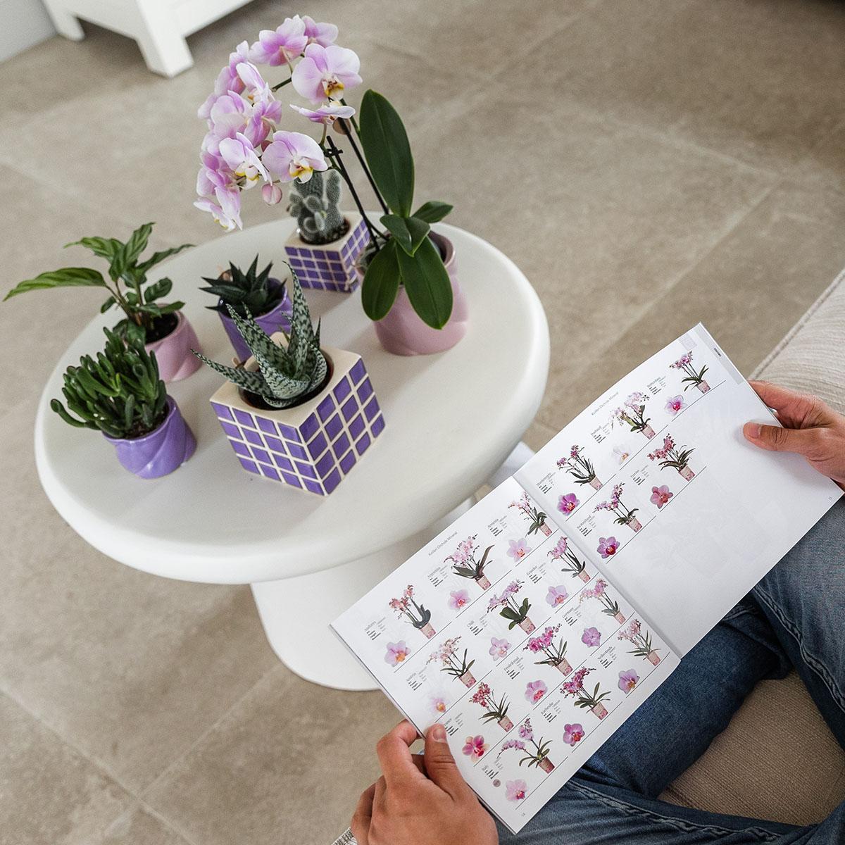 Kolibri Home Mosa Ziertopf Lilac 9cm – pflanzfix24
