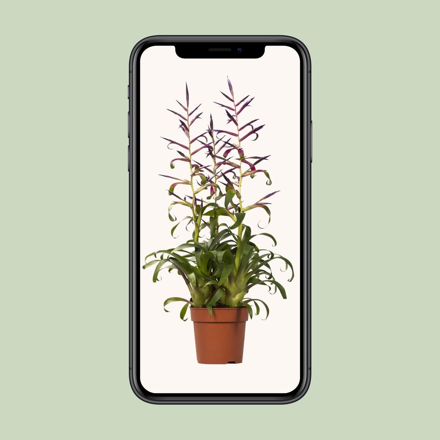 Tillandsia Mora - Ø12cm - ↕55cm - Pflanzfix24