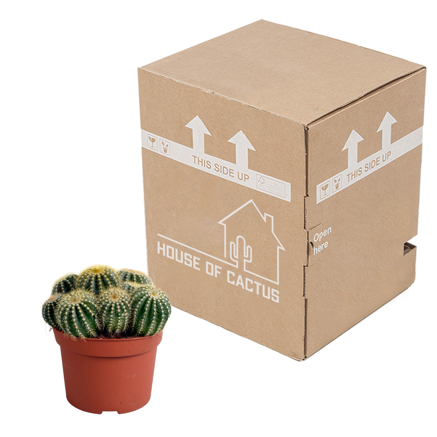 Eriocactus warasii 12cm - Pflanzfix24.de - Pflanzfix24.de