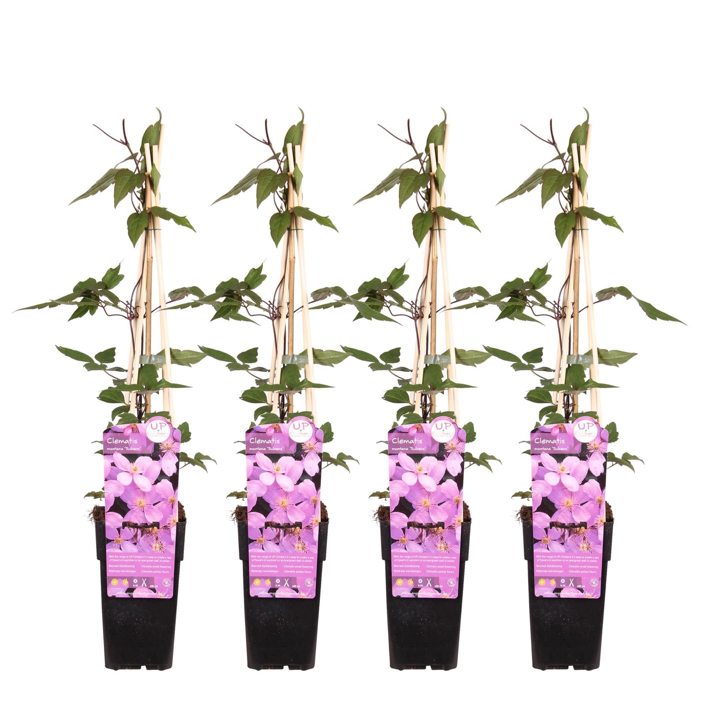 4x - Clematis Montana 'var. rubens' - Pflanzfix24