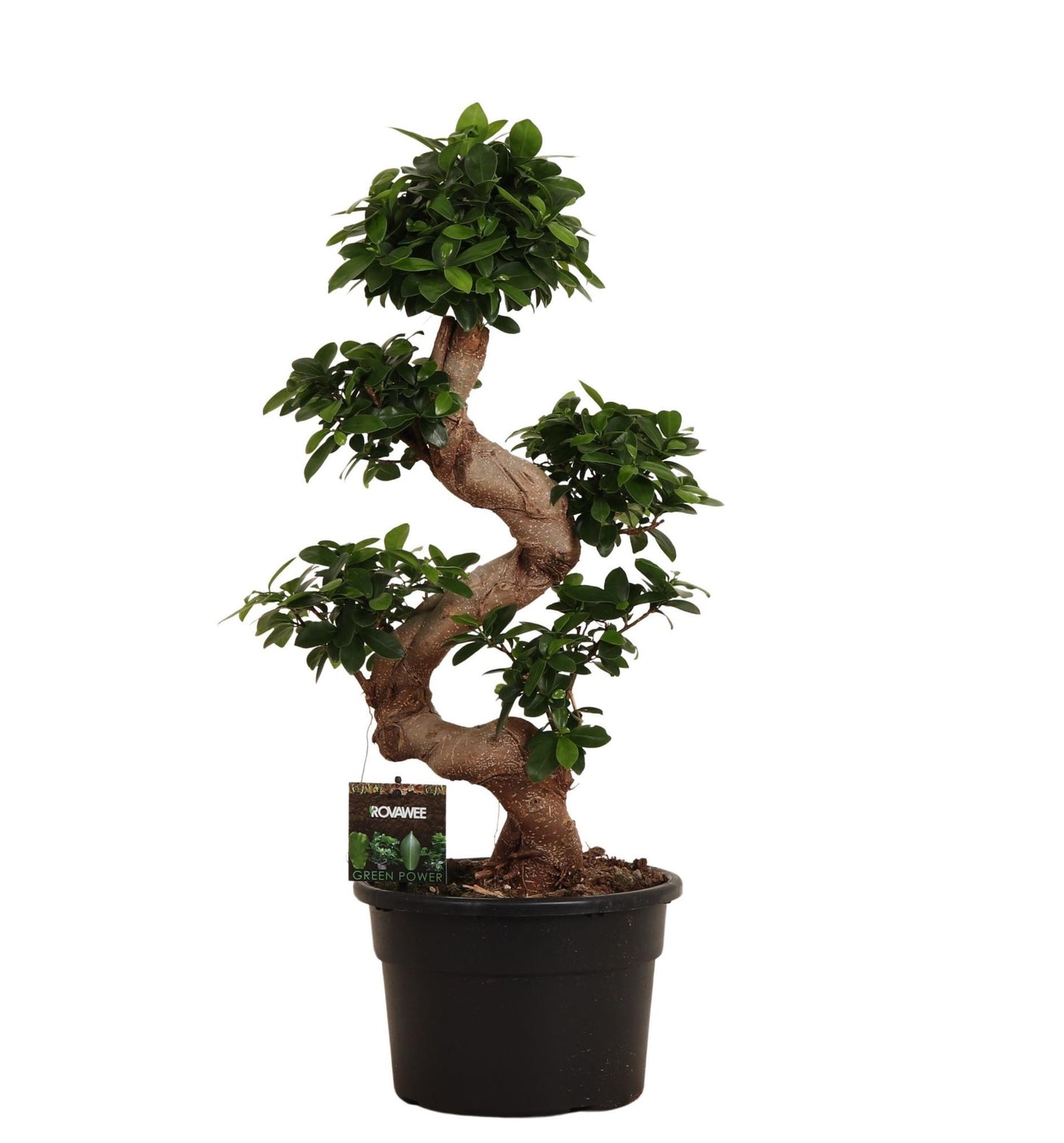 Ficus Microcarpa Ginseng 80 cm Ø27cm – Pflanzfix24