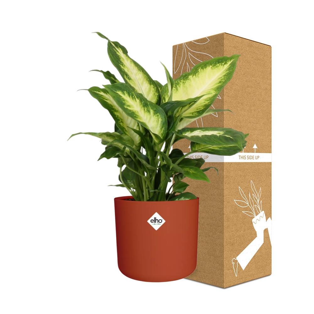 Dieffenbachia 'Camilla' in ELHO b.for soft rond 14cm brique - Pflanzfix24