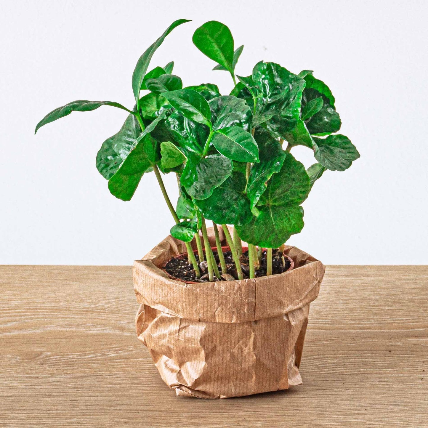 Terrarium-Set Jungle 5 – Coffea, Varen, Palm, Fittonia | Pflanzfix24.de - Pflanzfix24.de