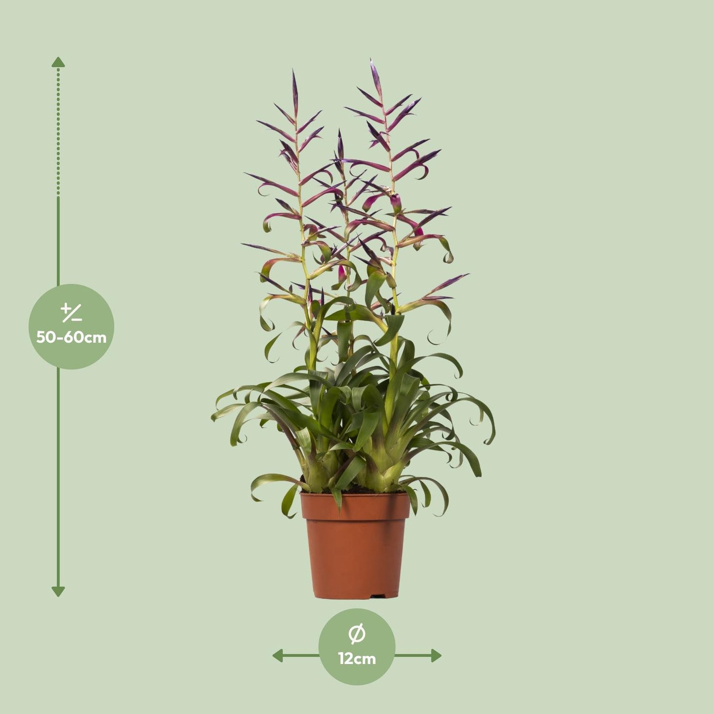 Tillandsia Mora - Ø12cm - ↕55cm - Pflanzfix24