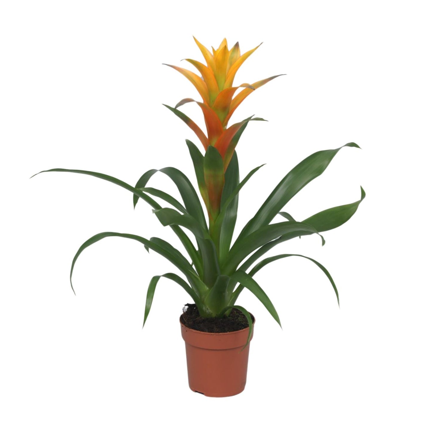 Guzmania Solara - Ø12cm - ↕50cm bei Pflanzfix24