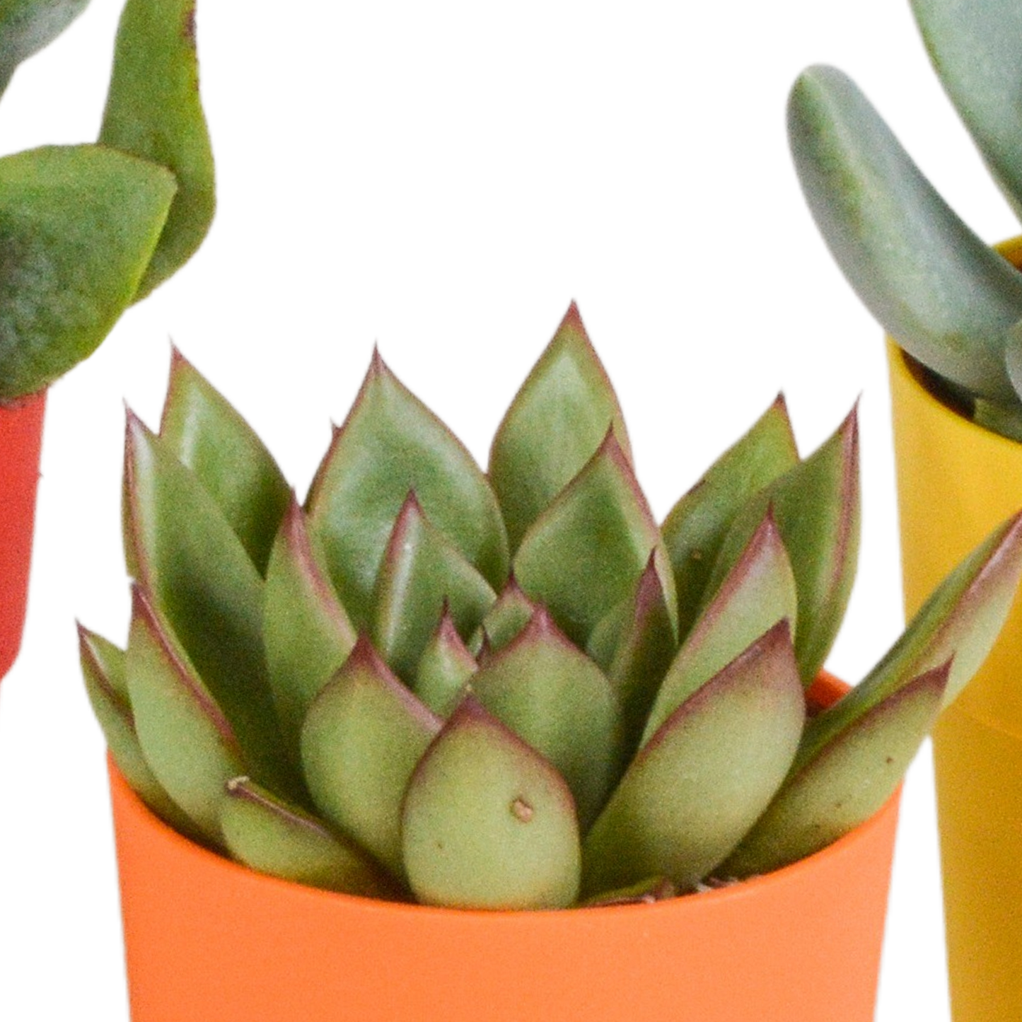 Vetplanten-Mischung 5x Sukkulenten 5,5 cm bunter Kunststofftopf | Pflanzfix24.de - Pflanzfix24.de