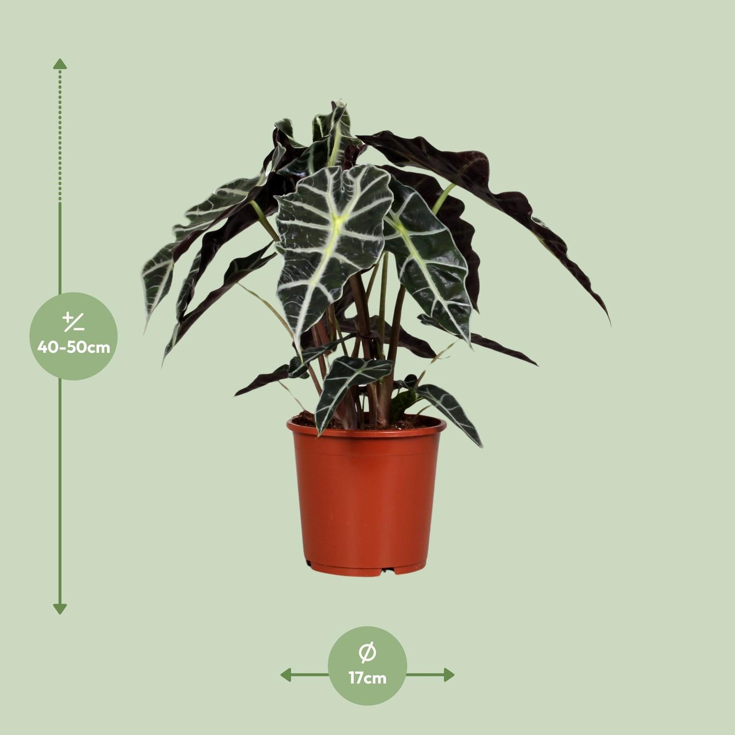 Alocasia Polly - Ø17cm - ↕45cm bei Pflanzfix24.de - Pflanzfix24.de