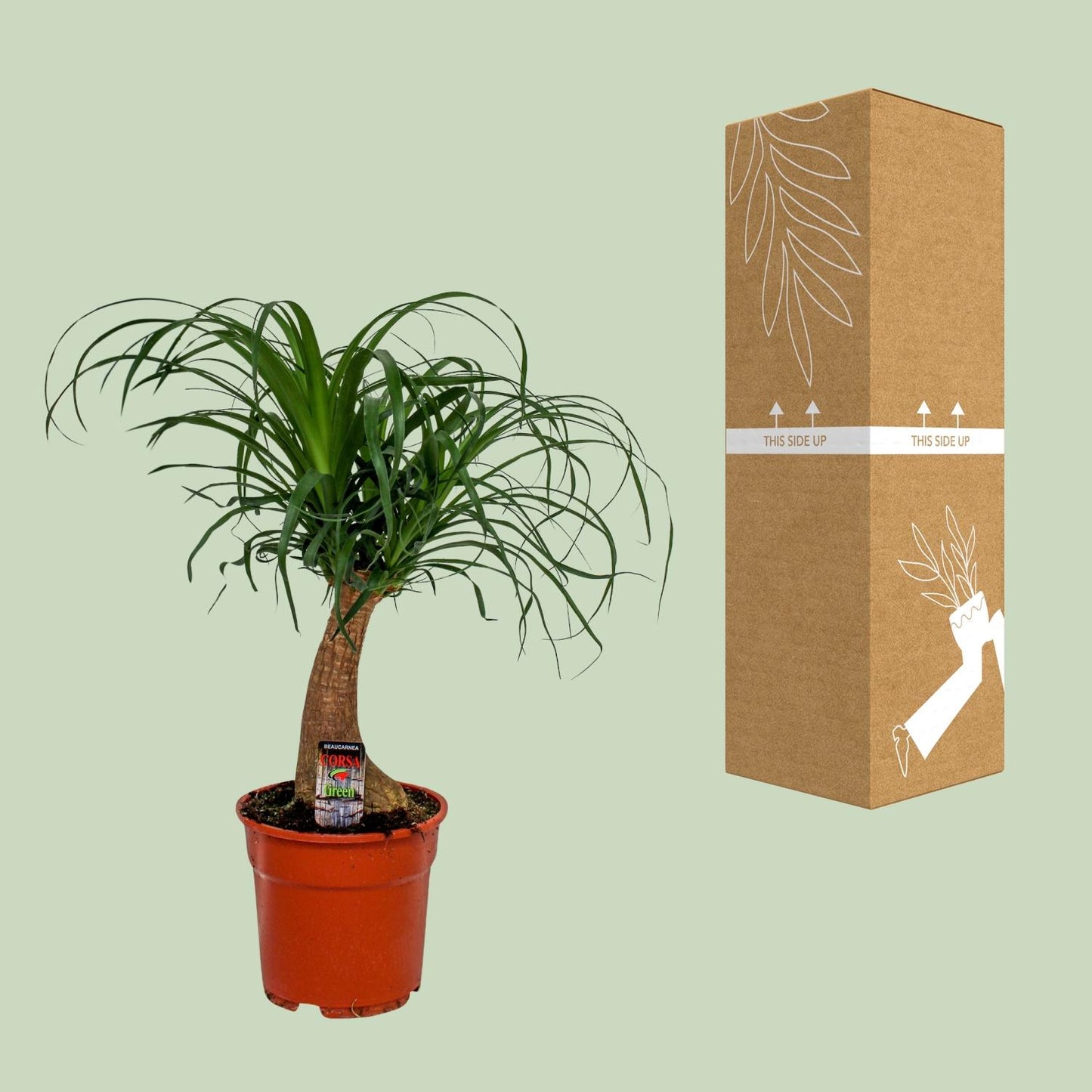 Beaucarnea Recurvata - Ø17cm - ↕55cm - Pflanzfix24